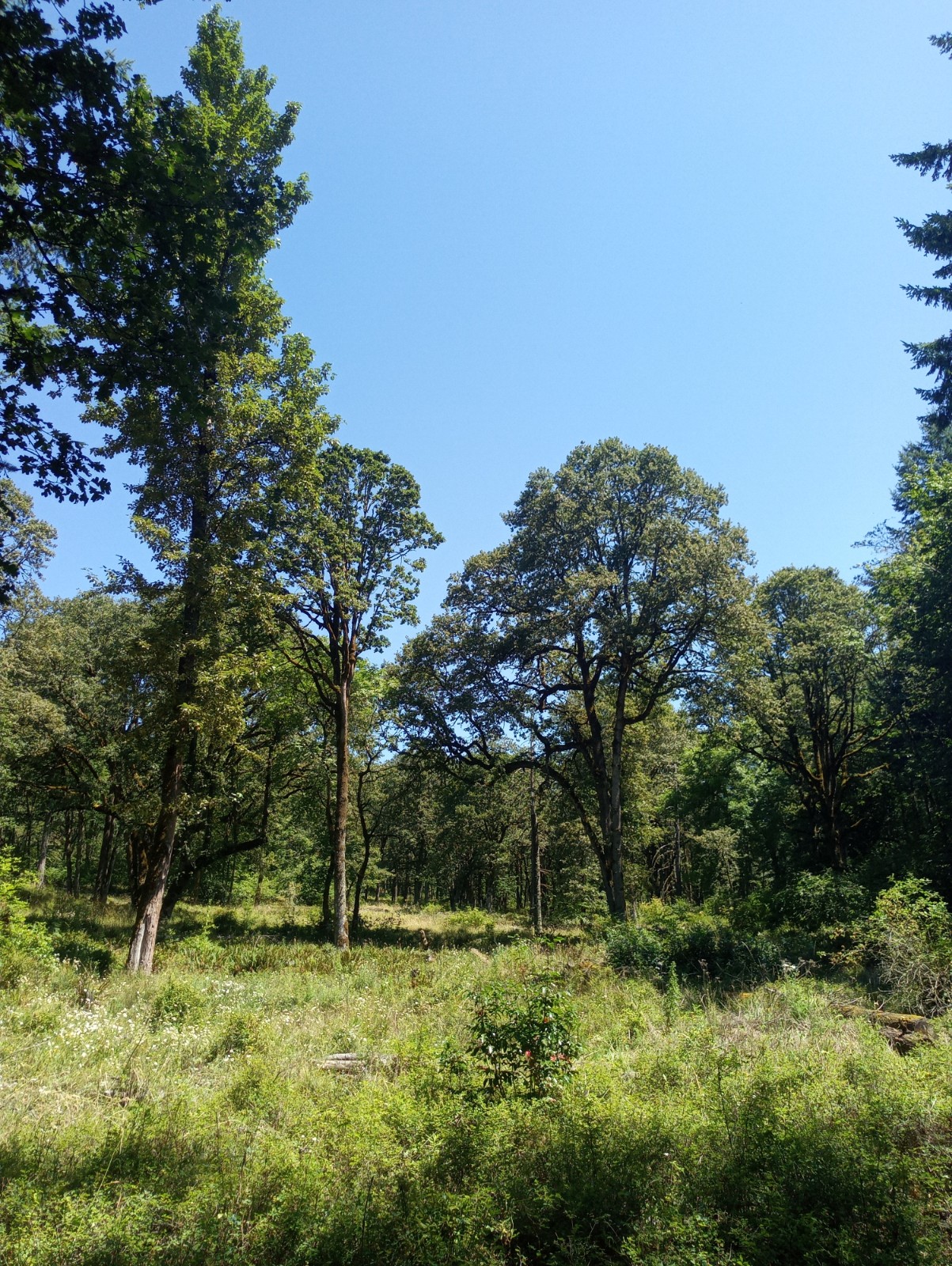 Image of oak trees with blue sky background