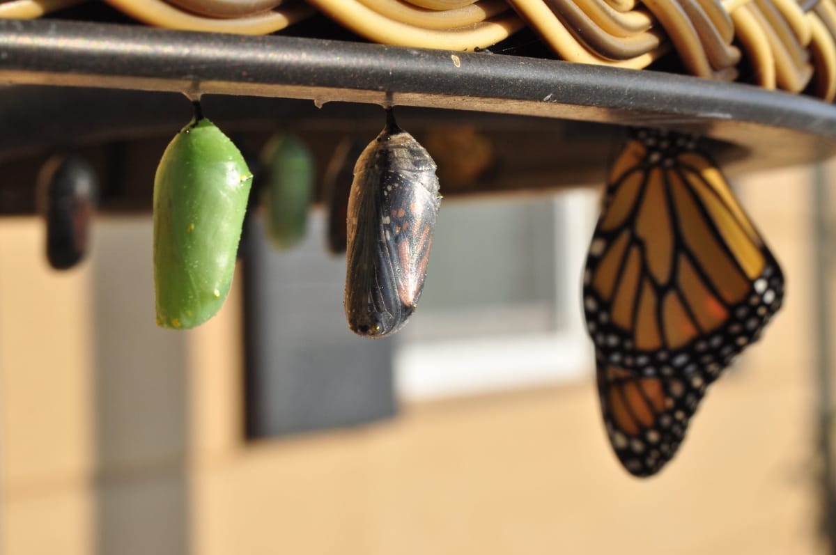 Metamorphosis Membership